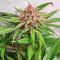 Still Bubba Feminized Seeds (AlphaFem Seeds)