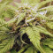 Auto Massassin Seeds
