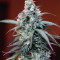 Auto Massassin feminized seeds