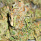 Blueberry Fast Version