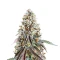 Bruce Banner Seeds (Herbies Seeds)