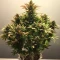 Caramella Auto (Expert Seeds) Seeds