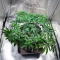 Cherry Pie Auto Feminized Seeds (Royal Queen Seeds)