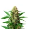 Extraction Original Z 2.0 Seeds