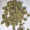 Fugue State Auto (Mephisto Genetics)