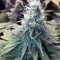 GG#4 Original Glue Seeds (Original Sensible Seeds)