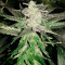 Girl Scout Cookies feminized seeds (Garden of Green)