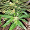 Gorilla Auto (GG#4 Original Glue Auto) (Expert Seeds)