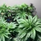 Killer Queen Seeds (Brothers Grimm Seeds)