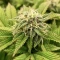 Kyle’s Sweet Island Seeds