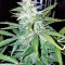 Larry OG Kush (Cali Connection Seeds)