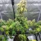 Nikki & Swami’s Lemon OG Seeds
