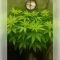 Northern Light Automatic feminized seeds (RQS)