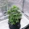 Graines féminisées de NYC Sour D Auto (Tyson S) (Royal Queen Seeds)