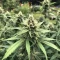 OG Critical (Emerald Triangle Seeds)