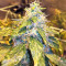 Pure Kush Seeds (Original Sensible Seeds)