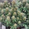 Skywalker Autoflower Feminized Seeds (Seedkeepers)