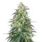 Sweet CBD Auto feminized seeds