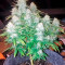 Wonder Woman regular (Nirvana Seeds)