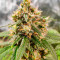 Wedding Cake Autoflower Feminized Seeds (Easy Grow Seeds)