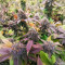 White Rhino (Herbies Seeds)