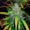 Amnesia Haze Autoflower (Herbies Seeds)