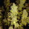 Chemdog Fast Version (Herbies Seeds)