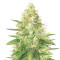 Strawberry Cough (Dutch Passion)
