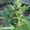 The Church feminized seeds