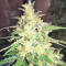 Auto Gorilla OG Seeds