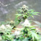 Black Destroyer feminized seeds