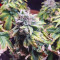 Blue Mystic strain