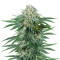 Bubba Kush CBD (Dinafem Seeds)