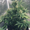 CBD Auto Compassion Lime Seeds