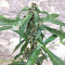 Auto CBG strain