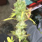 Californian Orange (Dutch Passion)