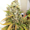 Claustrum (Positronics Seeds)