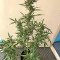 Cookies and Cream Strain