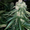 Critical Kush Seeds