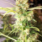 Gnasha feminized seeds