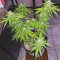 Hindu Kush feminized seeds