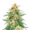 Classic Auto Mix Feminized Seeds (Herbies Seeds)