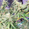 Pakistan Chitral Kush Seeds