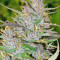 Panama Regular seeds