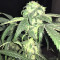 Peyote Purple Regular seeds
