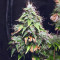 Polar Express Auto strain