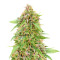 Skunk#1 Autoflower (Herbies Seeds)