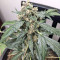 Super Auto Lemon Haze (Original Sensible Seeds)