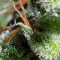Zamaldelica feminized seeds