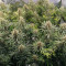 Amnesia Lemon Kush Seeds (Original Sensible Seeds)